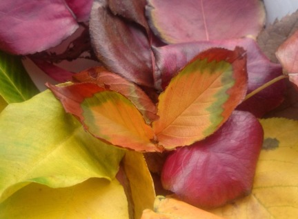 autumn leaves.jpg