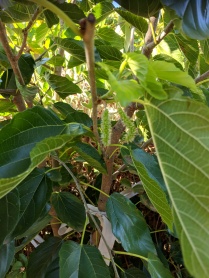 White shahtoot mulberry